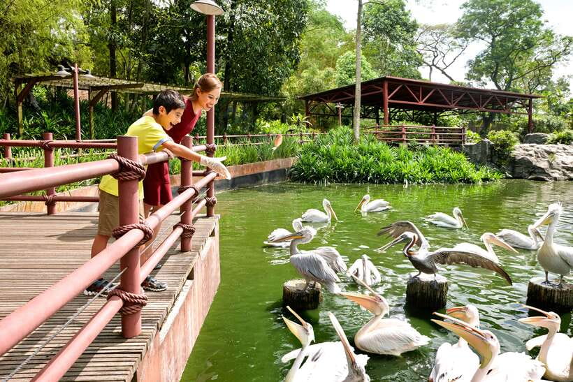 Singapore Zoo: 1-Day Entrance E-Ticket - Food, Drinks, and the Reality Check on Pricing