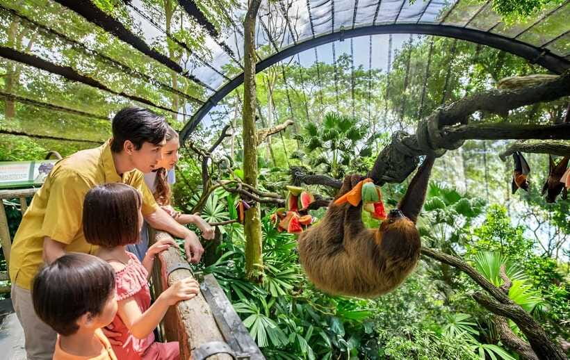 Singapore Zoo: 1-Day Entrance E-Ticket - Walking, Humidity, and How to Survive the Full Day