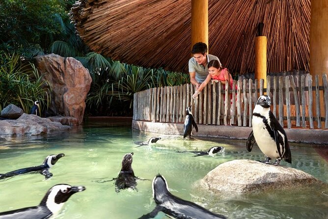 Singapore Zoo - The tram ride: your legs, your pacing, your peace of mind
