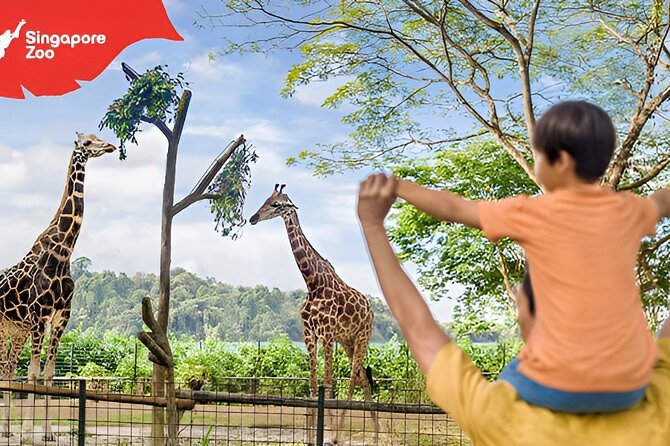 Singapore Zoo Entry Ticket - A 2–4 hour plan that still feels like a full zoo day