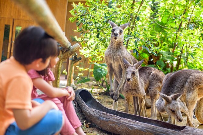 Singapore Zoo Entry Ticket - Jungle Breakfast with Wildlife: orangutans at the table?