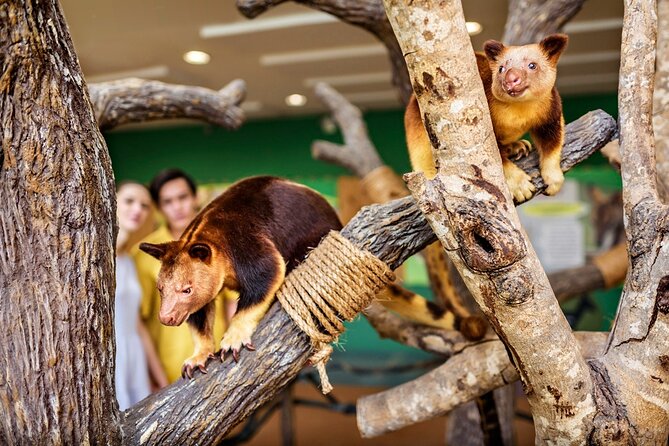 Singapore Zoo Entry Ticket - Comfort plan: shoes, sun protection, water, and rest stops