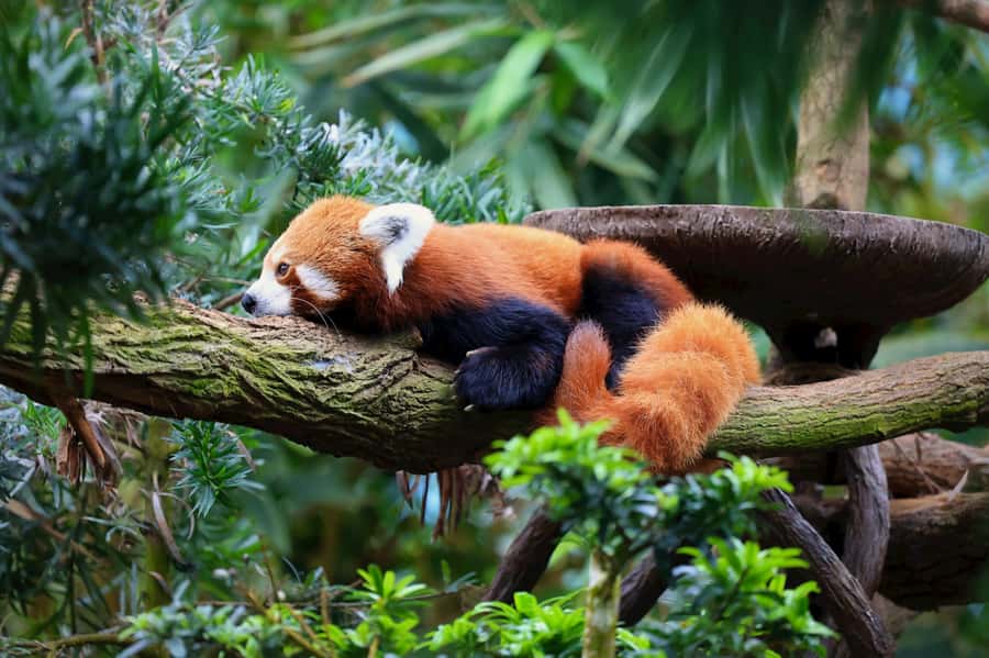 Singapore: Zoo & Night Safari Combos with Hotel Pick & Drop - Key things I’d plan for (before you go)