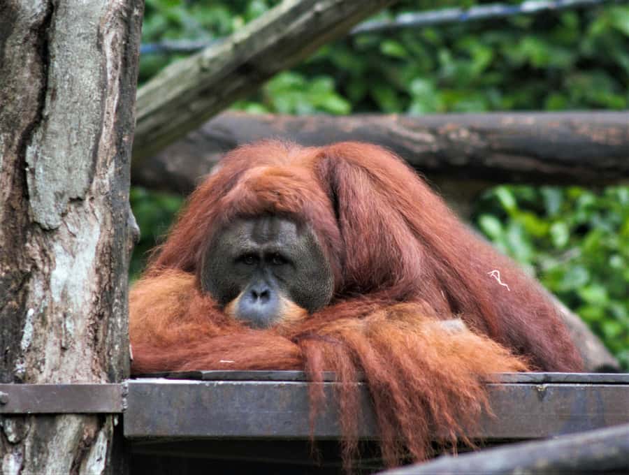 Singapore: Zoo & Night Safari Combos with Hotel Pick & Drop - Singapore Zoo: open habitats, big animals, and easy wandering