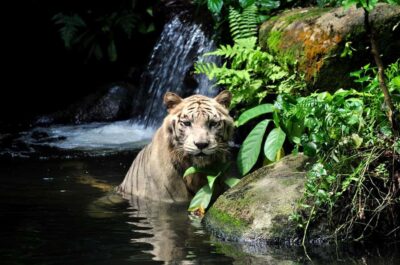 Singapore: Zoo & Night Safari Combos with Hotel Pick & Drop - Door-to-door timing: 10:00 AM pickup and a 9:30 PM return