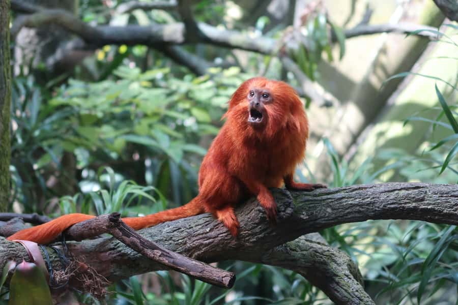 Singapore: Zoo & Night Safari Combos with Hotel Pick & Drop - Night Safari: tram through nocturnal habitats and the Creatures of the Night Show