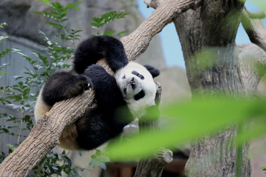Singapore: Zoo & Night Safari Combos with Hotel Pick & Drop - What private hotel pick-up really buys you here