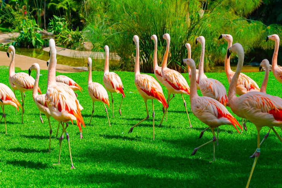 Singapore: Zoo & Night Safari Combos with Hotel Pick & Drop - Tickets delivered same day: how to avoid losing time at the gates