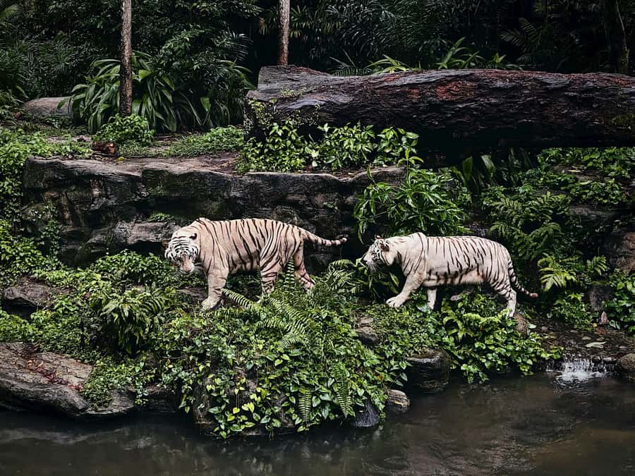 Singapore: Zoo & Night Safari Combos with Hotel Pick & Drop - Food, extra shows, and what you may need to budget