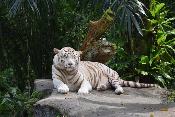 Singapore Zoo & Night Safari Day ( Tickets & Transfer ) - Zoo by day, Night Safari at night: why this combo works