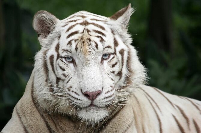 Singapore Zoo with Tram Ride Experience for Tourist - Key highlights I’d plan around