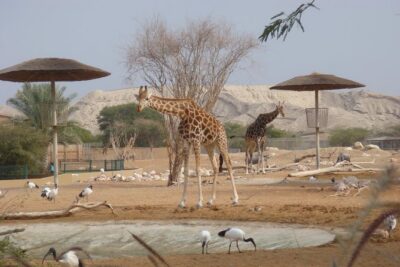 Skip the Line: Al Ain Zoo & Entry Ticket to Al Ain Wildlife Park & Resort - Pre-Booked Entry and Best Timing for an Al Ain Afternoon