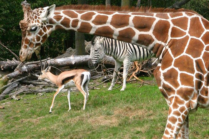 Skip the Line: Daily Admission at Woodland Park Zoo Ticket - Key highlights in plain English
