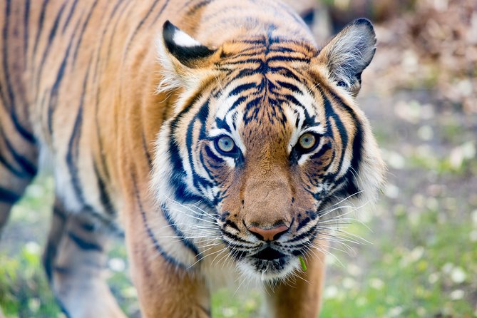 Skip the Line: Daily Admission at Woodland Park Zoo Ticket - Penguins, otters, and the zoo’s outdoor viewing wow factor