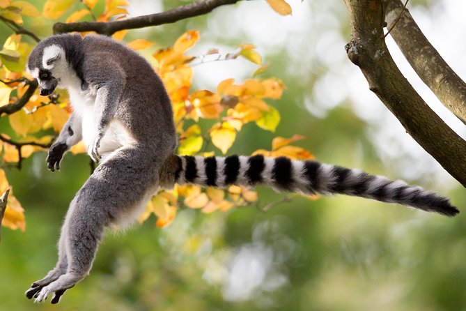 Skip the Line: Daily Admission at Woodland Park Zoo Ticket - Orangutans, butterflies, and other highlights that reward slow walking