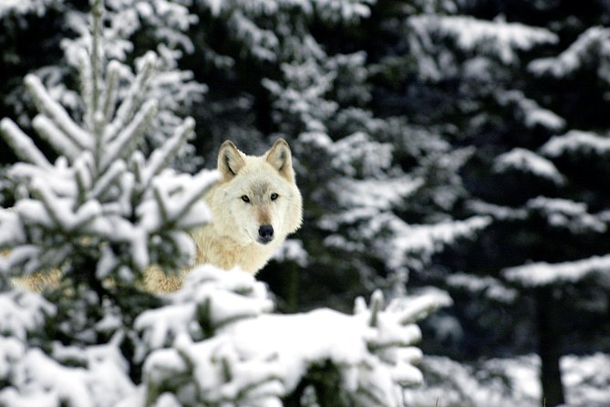 Skip the Line: Daily Admission at Woodland Park Zoo Ticket - Big cats and wildlife-saving education moments