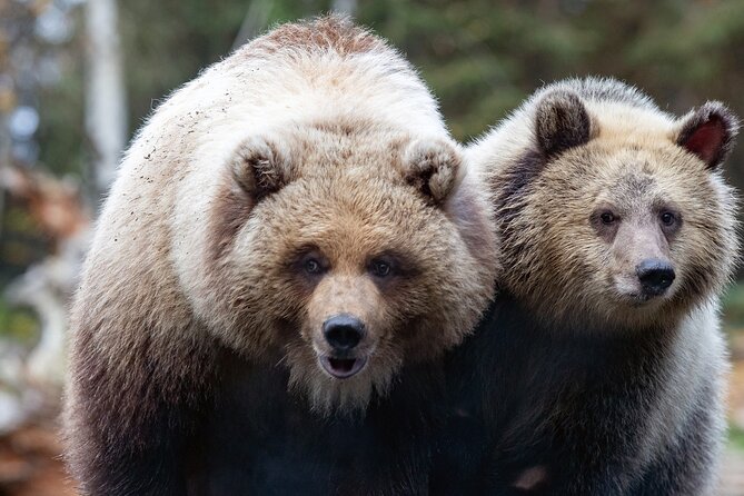 Skip the Line: Daily Admission at Woodland Park Zoo Ticket - How to choose your route across 92 acres
