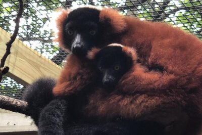 Skip the Line: Miller Park Zoo General Admission Ticket - Inside the zoo: specialty exhibits and world-animal time