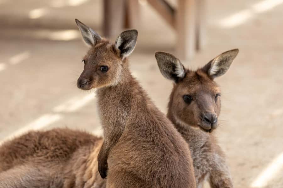 Small Group Blue Mountains, Wildlife & Scenic World Day Tour - Group size, guides, and comfort: what the small-group promise means