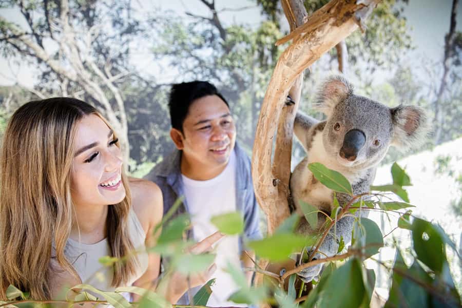 Small Group: Zoo, Blue Mountains, Scenic World Mandarin Tour - Tour language and what to expect from the guide