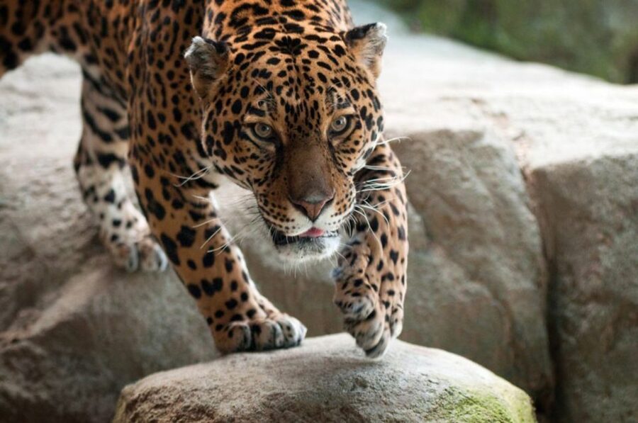 Stoneham, Massachusetts: Stone Zoo Entry Ticket - Key things to know before you go