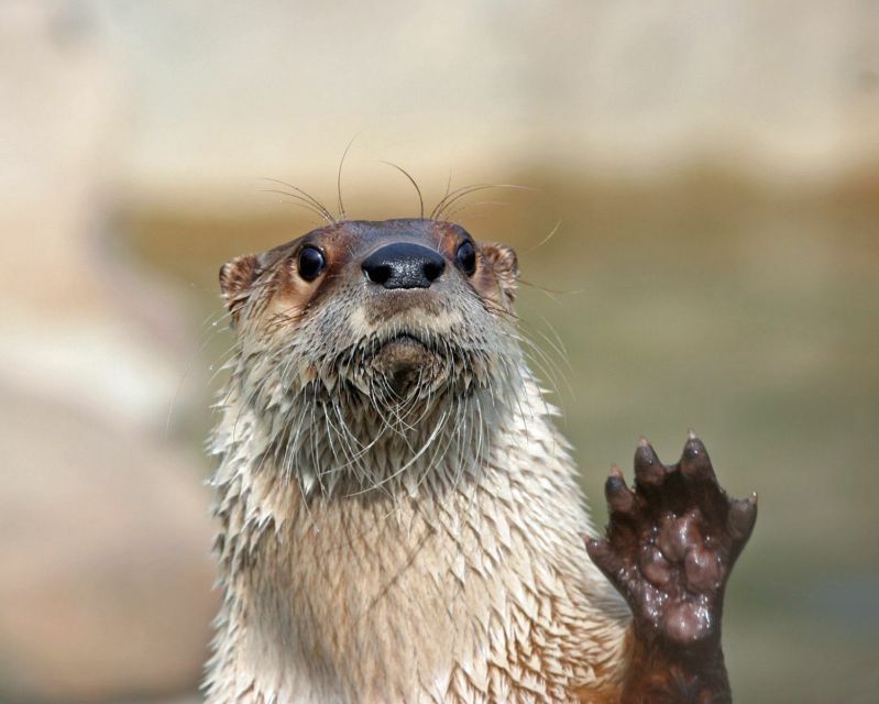 Stoneham, Massachusetts: Stone Zoo Entry Ticket - Why Stone Zoo’s 26 Acres Feel Like a Full-Day Escape