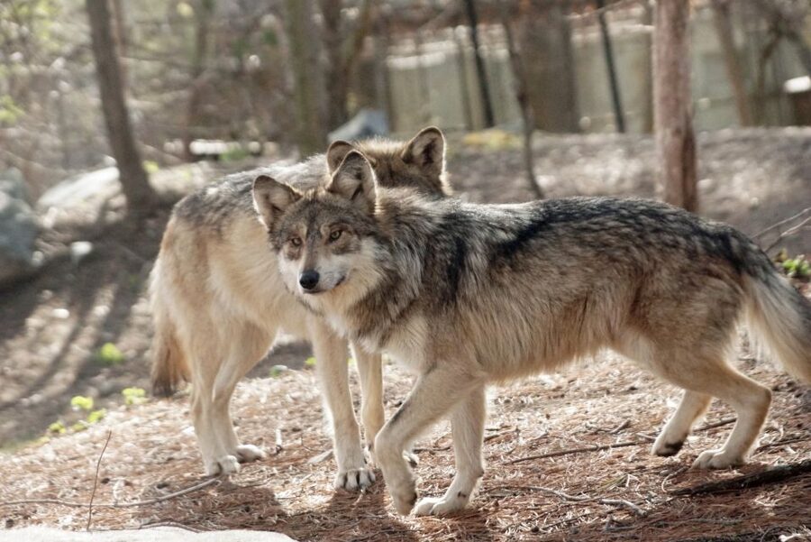 Stoneham, Massachusetts: Stone Zoo Entry Ticket - Maple and Willow: cougar country you can slow down for