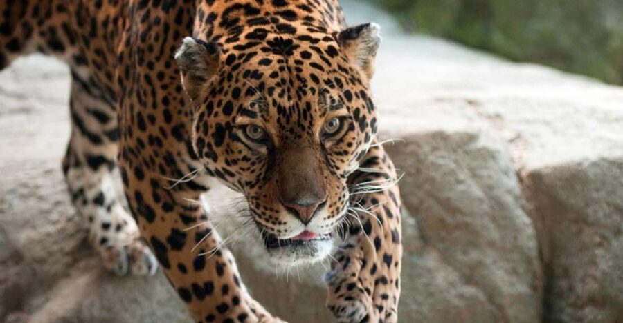 Stoneham, Massachusetts: Stone Zoo Entry Ticket - Tickets, timing, and when you’ll want to start
