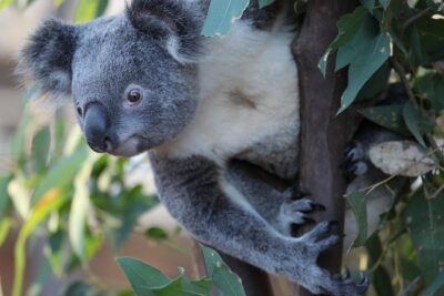 Sydney Attractions Pass: SEA LIFE Aquarium, Sydney Tower Eye, WILD LIFE Zoo and Madame Tussauds - Sydney Tower Eye Observation Deck: A Great Orientation Stop
