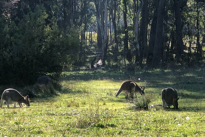 Sydney Blue Mountains Day Tour with Wildlife Park and Waterfalls - Katoomba break: time for lunch and a real mountain town feel