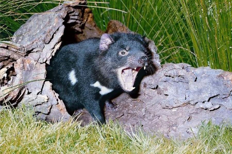 Sydney: Blue Mountains & Featherdale Wildlife Park Day Trip - Key things I’d focus on