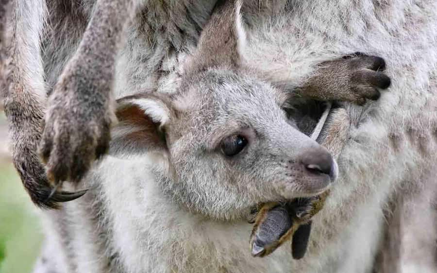 Sydney: Blue Mountains & Featherdale Wildlife Park Day Trip - Featherdale First: Where Australian Wildlife Actually Gets Real