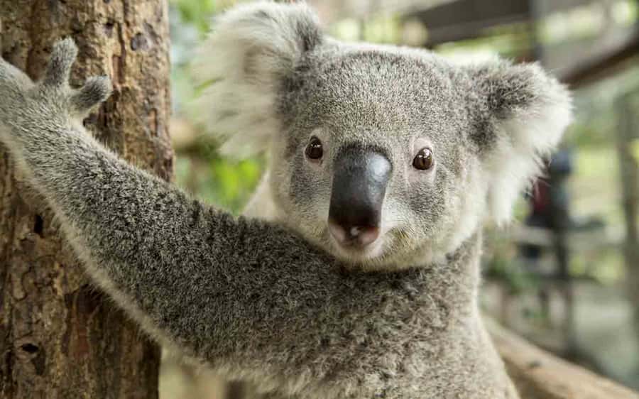 Sydney: Blue Mountains & Featherdale Wildlife Park Day Trip - The Guide Makes It: Aboriginal Heritage, Colonial History, and Modern Culture