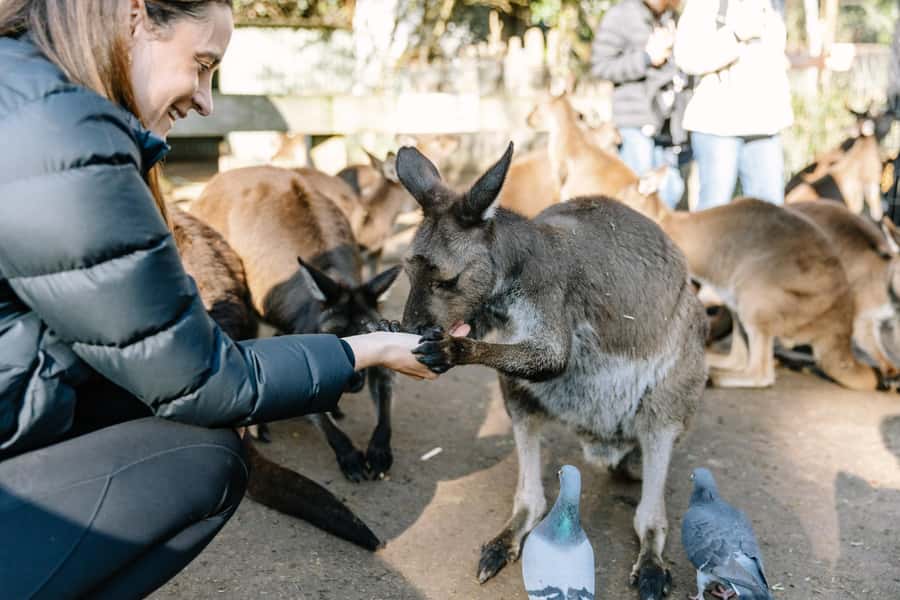 Sydney: Blue Mountains Scenic World, Wildlife Park and Lunch - Featherdale Wildlife Park: your warm-up with kangaroos and koalas
