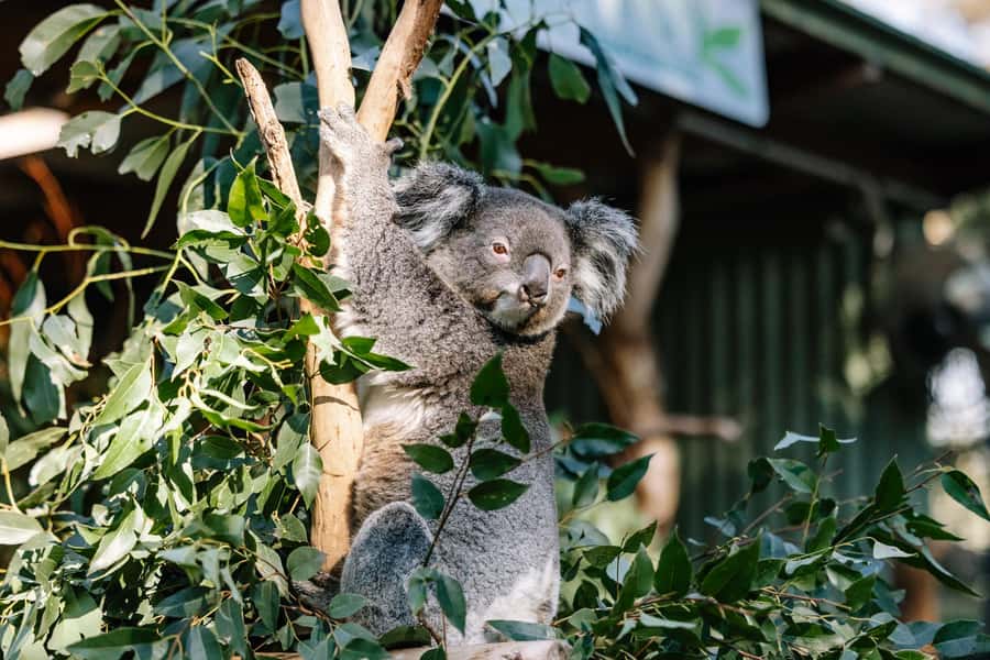 Sydney: Blue Mountains Scenic World, Wildlife Park and Lunch - Should you book this day tour?