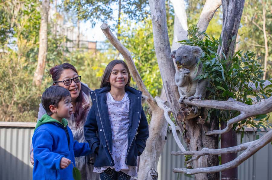 Sydney: Blue Mountains, Scenic World, Zoo & Lincoln's Rock - Why this Blue Mountains + Zoo day trip makes sense