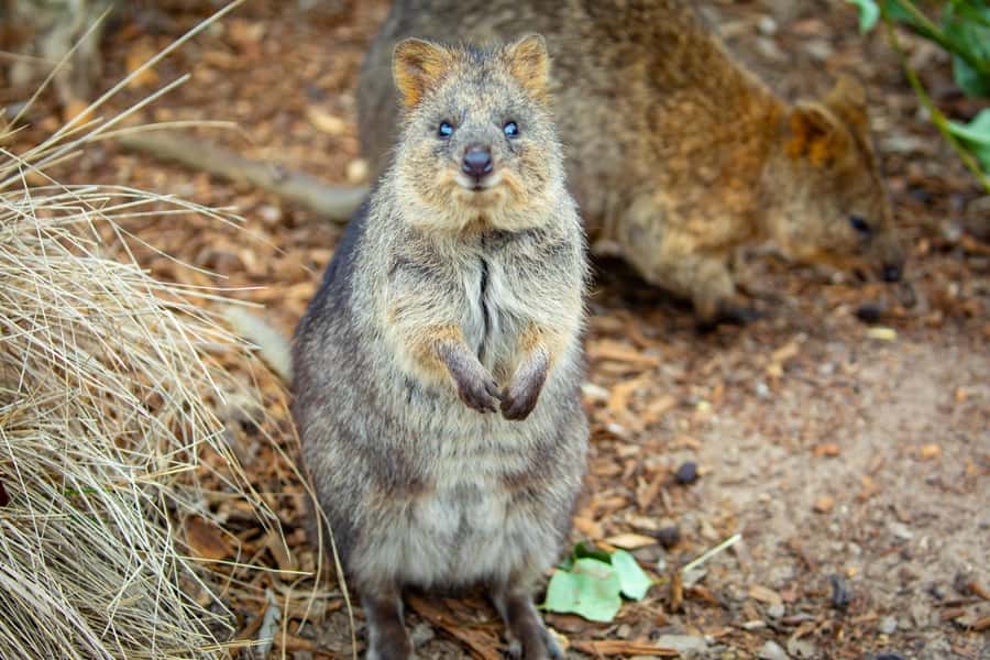 Sydney: Blue Mountains, Scenic World, Zoo & Lincoln's Rock - Price and value: what $120 covers (and what it doesn’t)