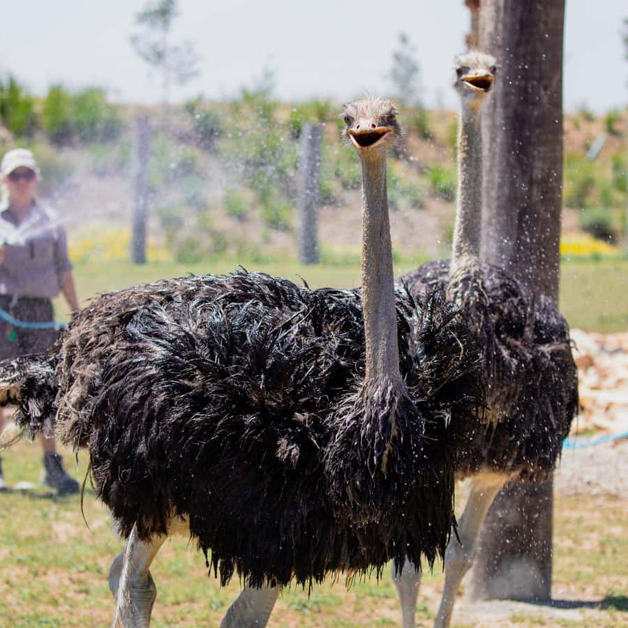 Sydney: Featherdale Wildlife Park Private Tour - Key things to know before you go
