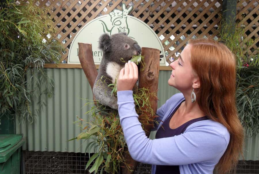 Sydney: Featherdale Wildlife Park Private Tour - Featherdale’s bushland setup: why it feels different in real life