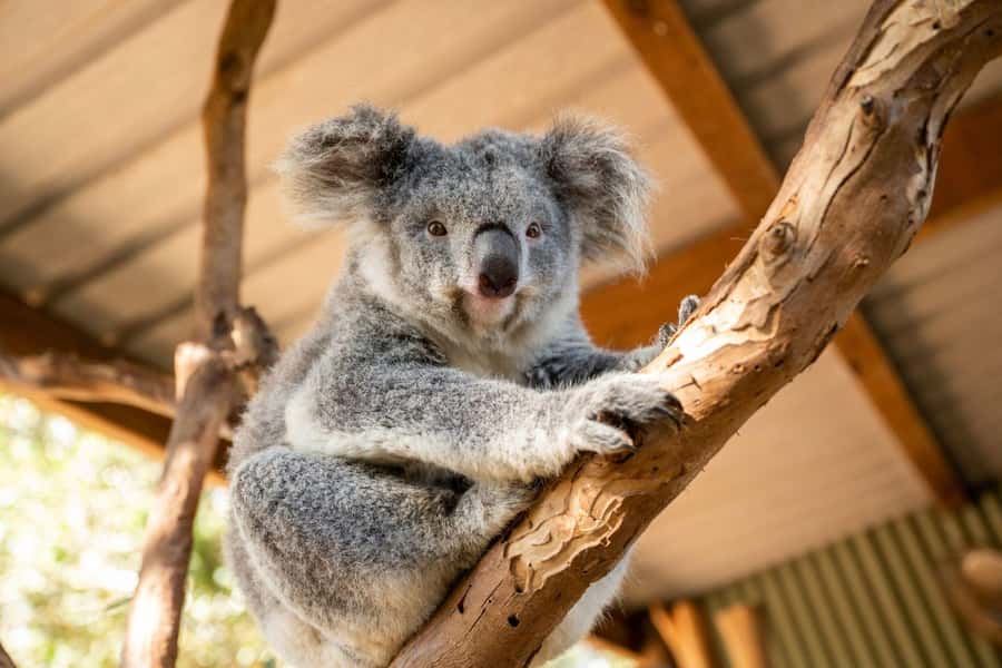 Sydney: Featherdale Wildlife Park Private Tour - Kangaroos up close: the signature Featherdale experience