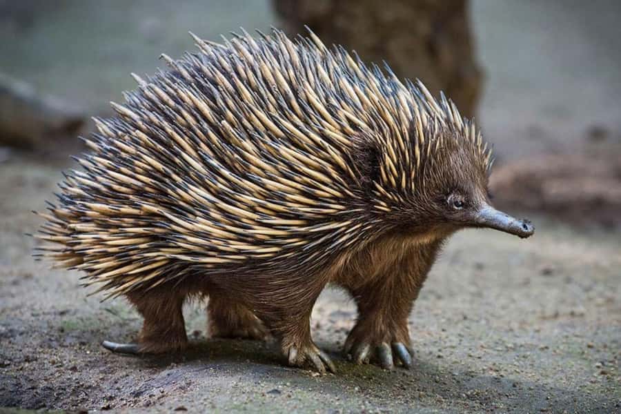 Sydney: Featherdale Wildlife Park Private Tour - Feeding and photo add-ons: manage expectations so you’re not disappointed