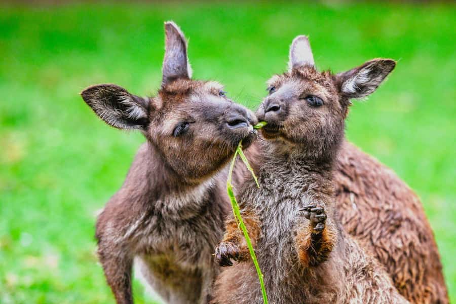 Sydney: Featherdale Wildlife Park Private Tour - Price and value: is $211 per person worth it?