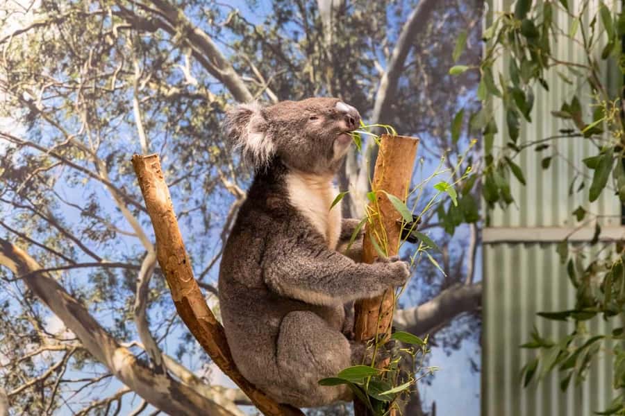 Sydney: Featherdale Wildlife Park Private Tour - The 4-hour rhythm from Sydney: how to use the time well