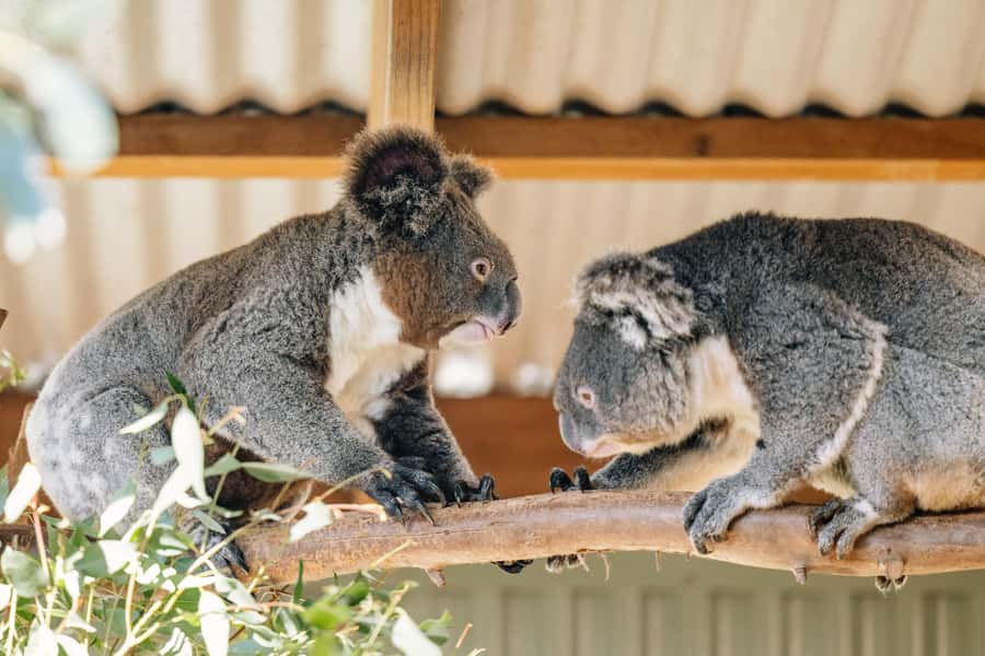 Sydney: Small Group Blue Mountains, Wildlife & Waterfalls - Key things to know before you go