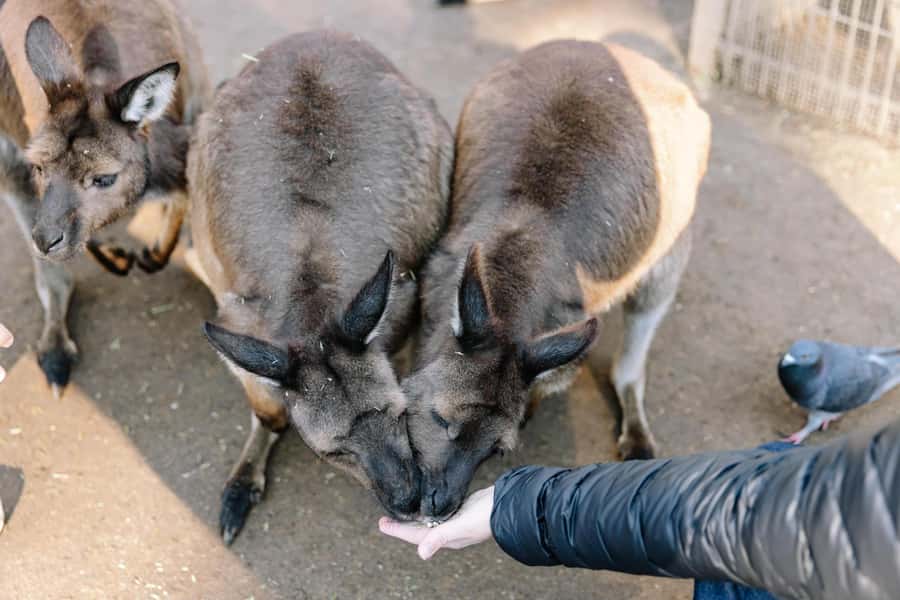 Sydney: Small Group Blue Mountains, Wildlife & Waterfalls - Who this tour suits (and who should skip it)