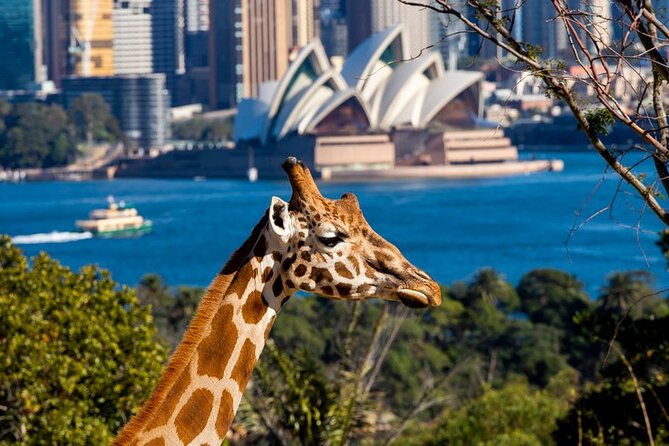 Sydney Taronga Zoo General Entry Ticket - Key things to know before you go