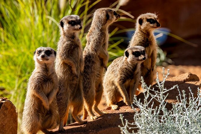 Sydney Taronga Zoo General Entry Ticket - Sydney Taronga Zoo General Entry: what the experience is really like