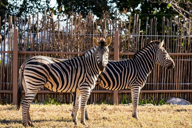Sydney Taronga Zoo General Entry Ticket - Keeper talks: why the small add-on matters
