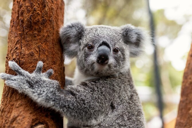 Sydney Taronga Zoo's Aussie Backyard Adventure Tour - Key points to know before you go
