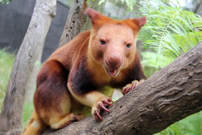 Sydney Taronga Zoo's Aussie Backyard Adventure Tour - Getting There and Getting Around: Ferry, Hills, and Heat